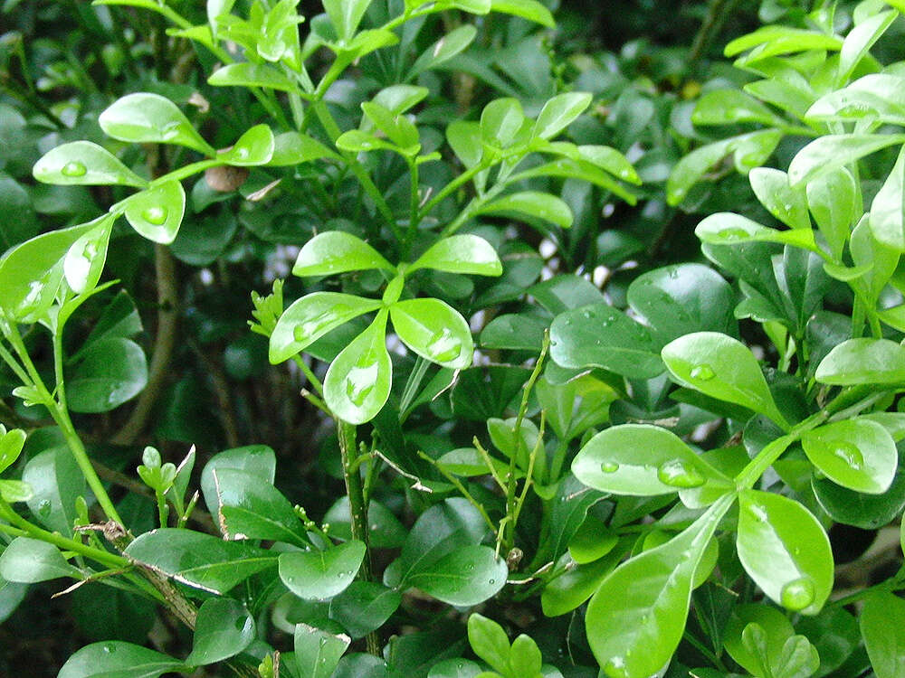 Image of Chinese perfume tree