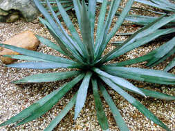 Image of Agave striata Zucc.