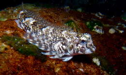 Image of Eastern Jumping Blenny