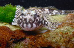 Image of Eastern Jumping Blenny