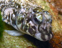 Image of Eastern Jumping Blenny