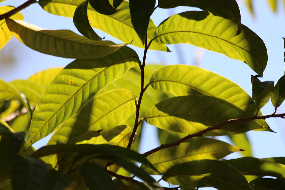 Image of custard apple