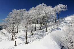 Image of Japanese Beech