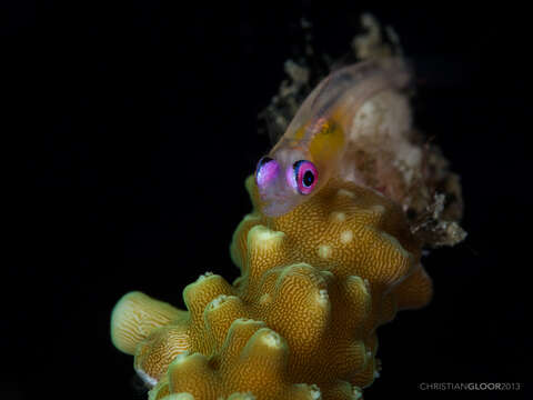 Image of Hovering whipgoby