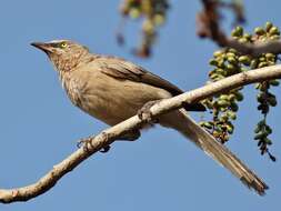 Image of Large Grey Babbler