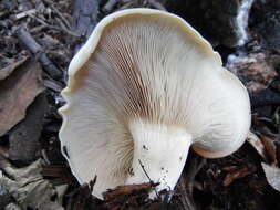 Image of giant clitocybe