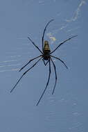 Image of Araneus