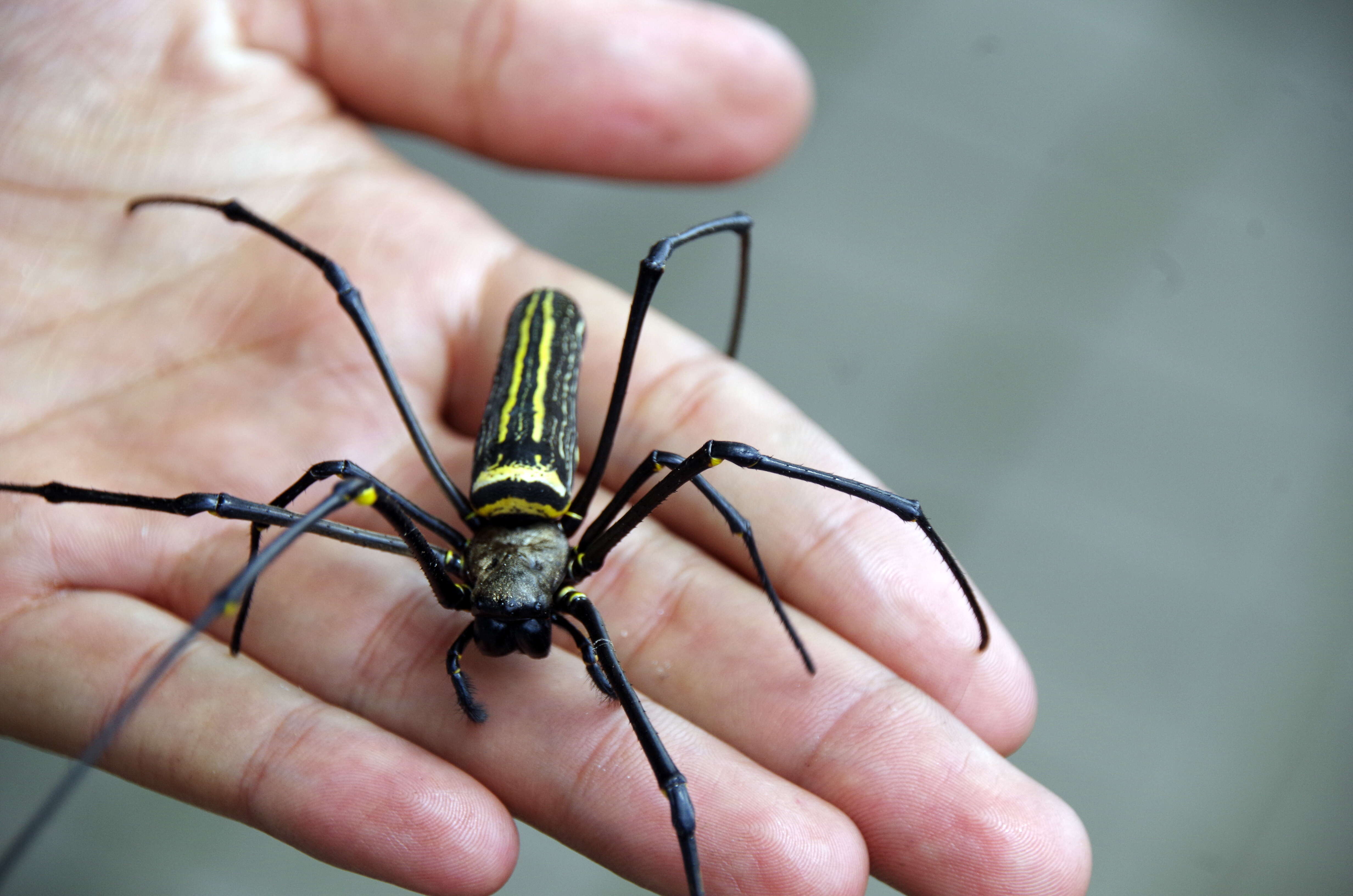 Image of Araneus