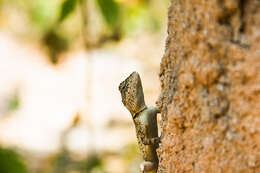 Image of Reticulate Leaf-toed Gecko