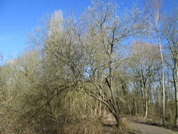 Image of goat willow