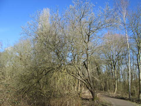 Image of goat willow