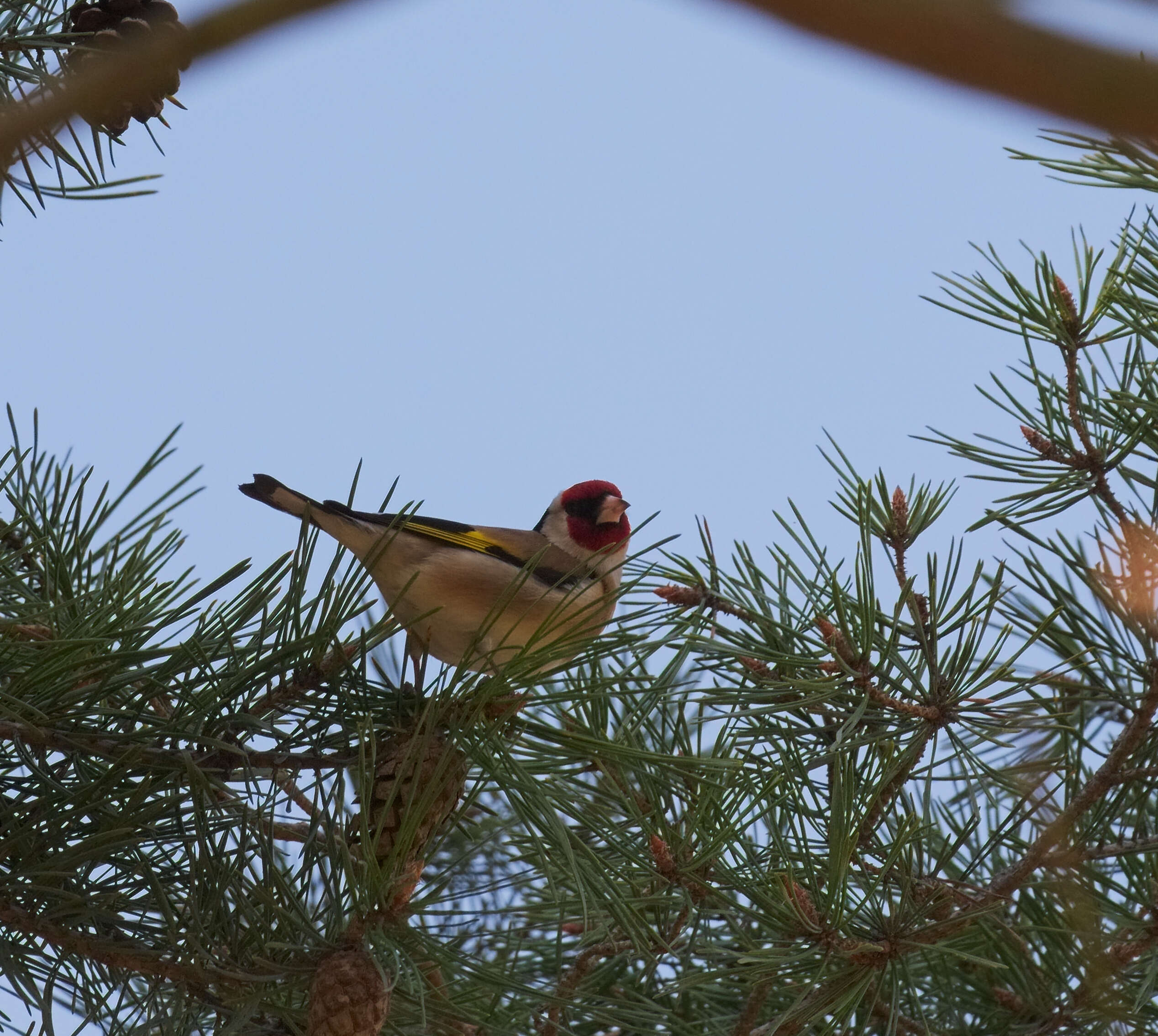 Image of European Goldfinch