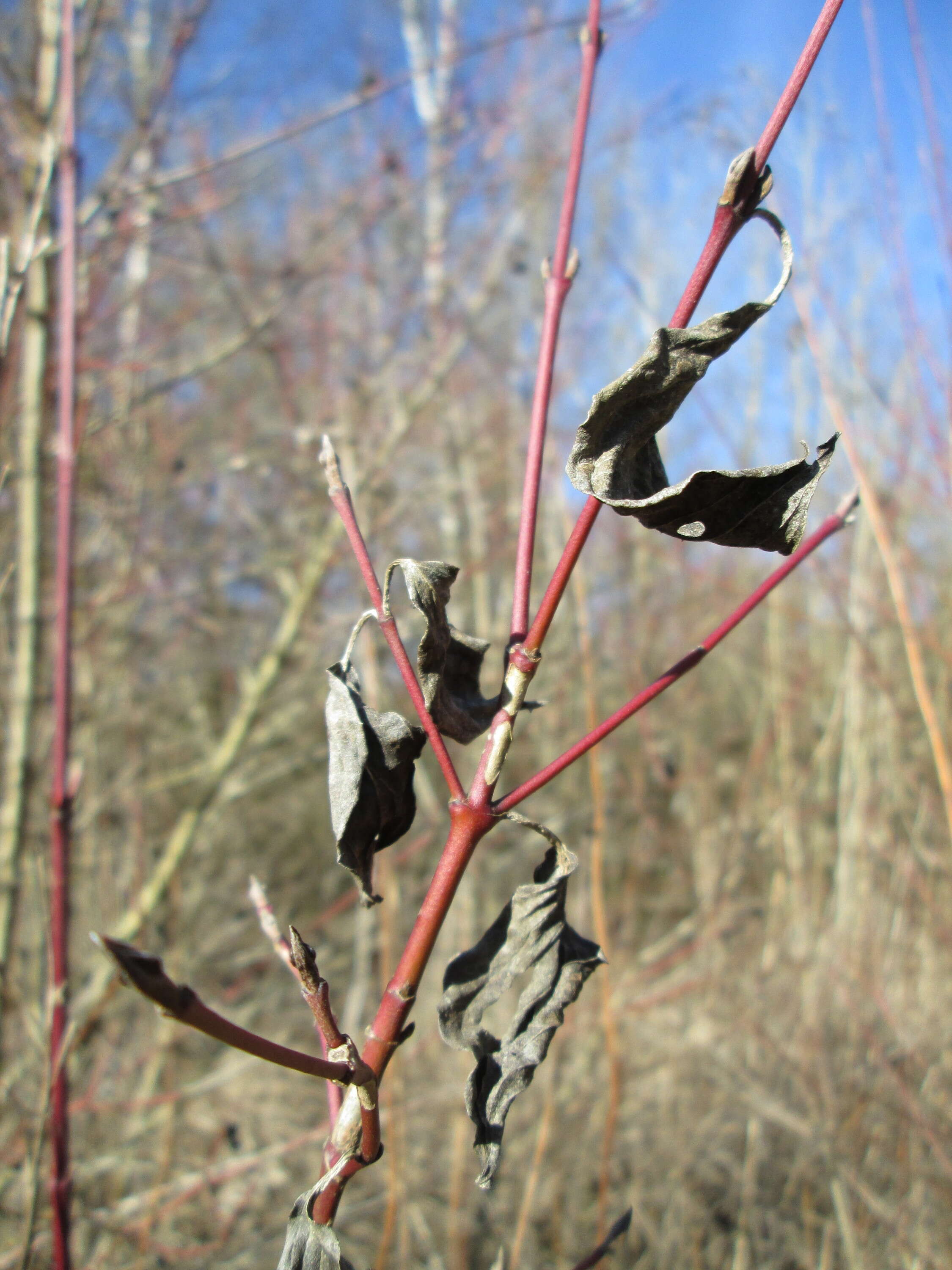 Imagem de Cornus sanguinea L.