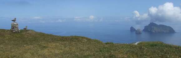 Image of Great Skua