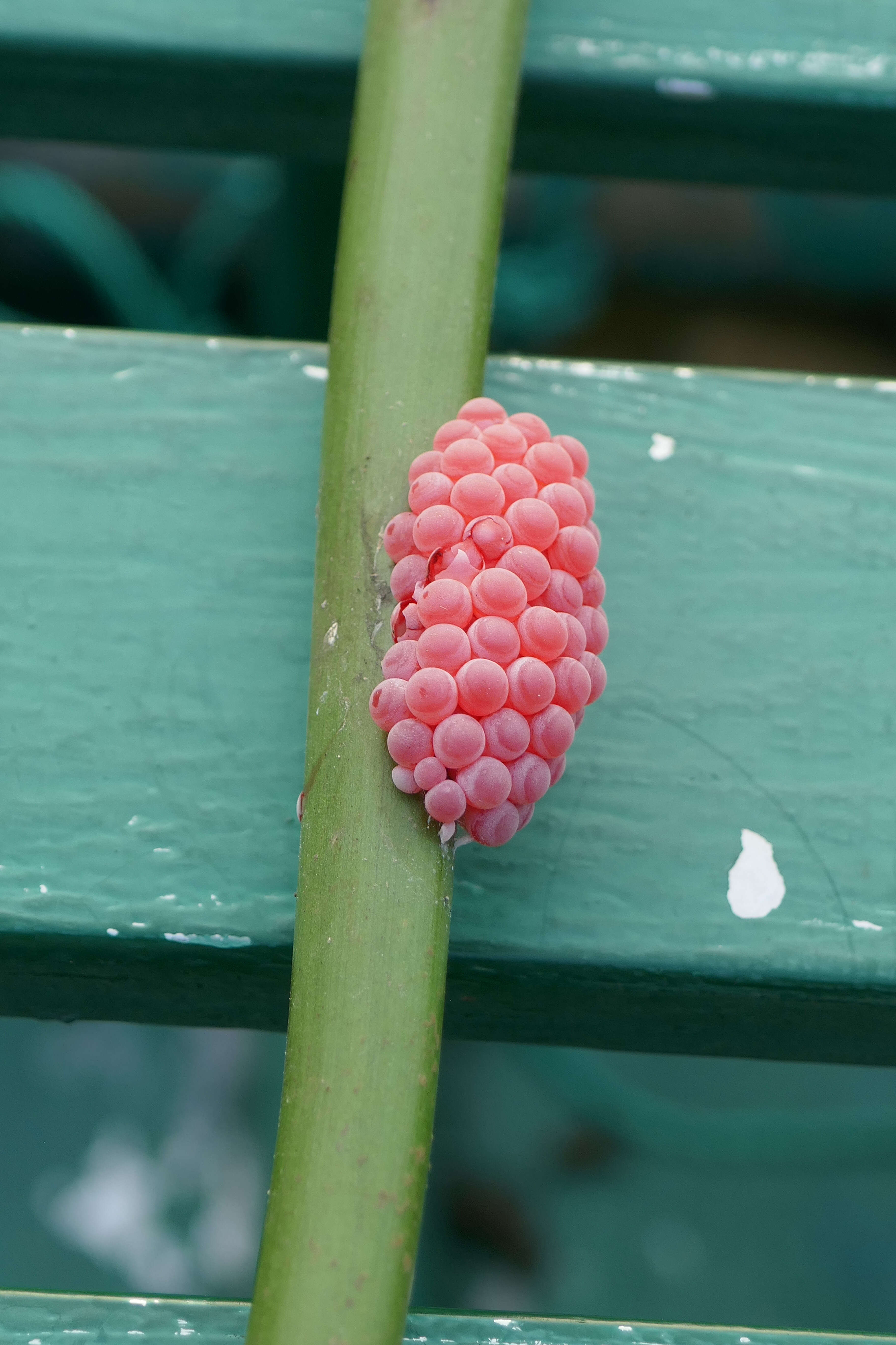 Image of Channeled Applesnail