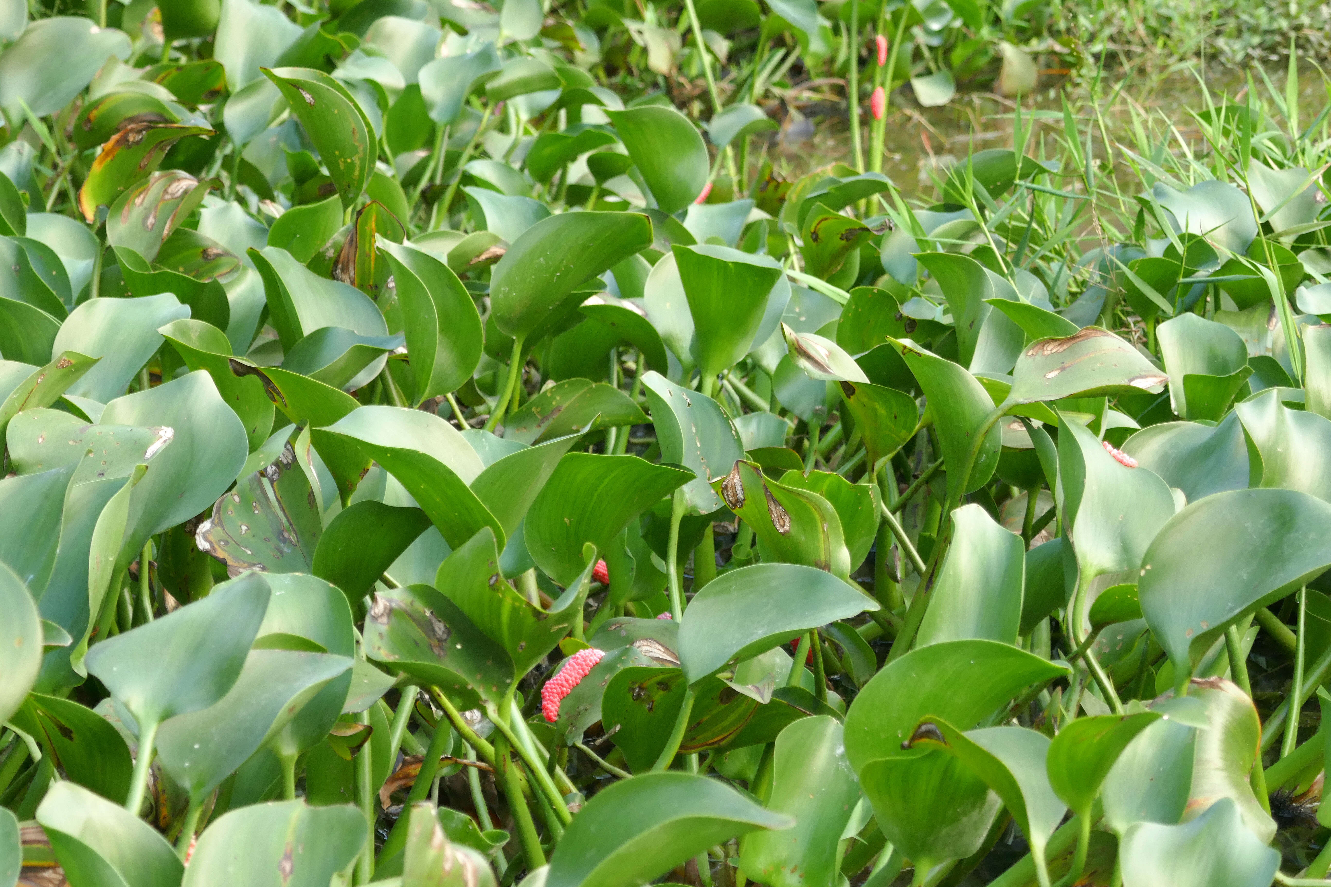 Image of Channeled Applesnail