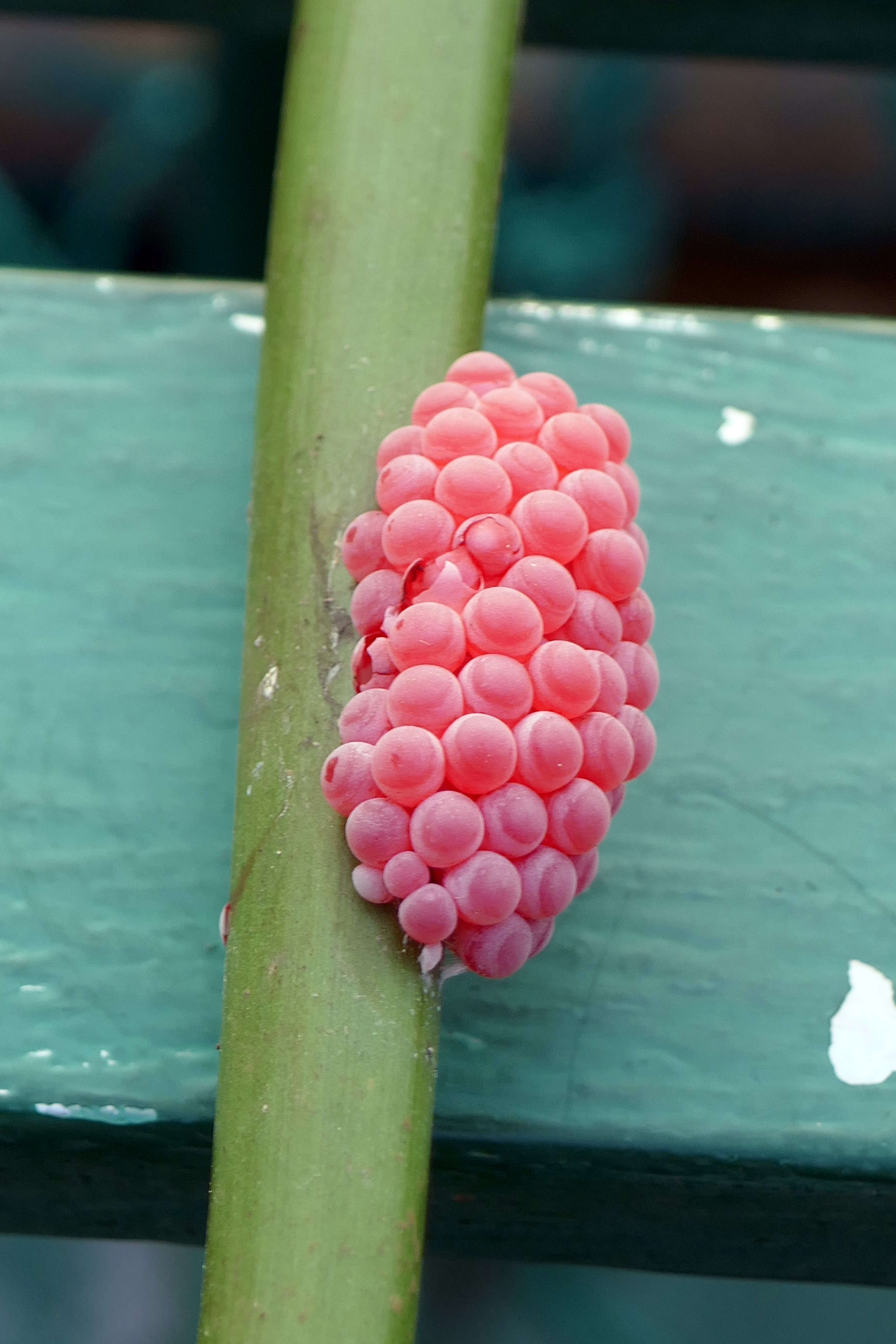 Image of Channeled Applesnail