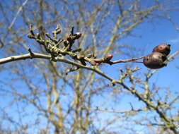 Image of Common Hawthorn