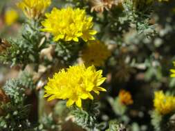 Image de Lessingia glandulifera A. Gray