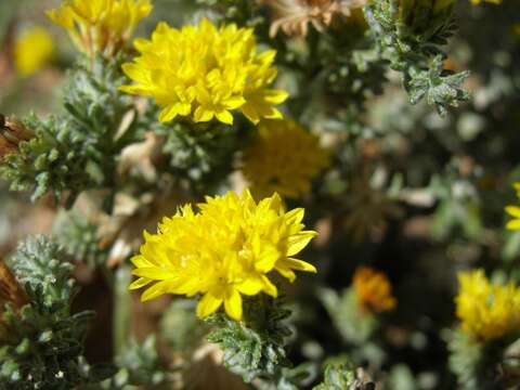 Lessingia glandulifera A. Gray resmi