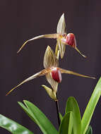 Image de Paphiopedilum rothschildianum (Rchb. fil.) Stein