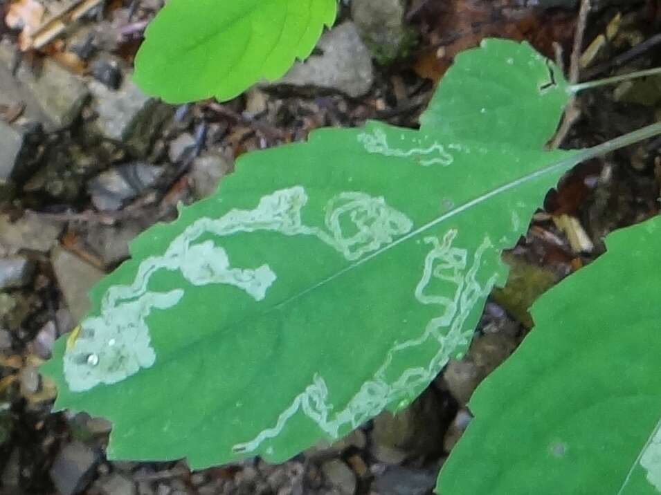 Image of Jewelweed