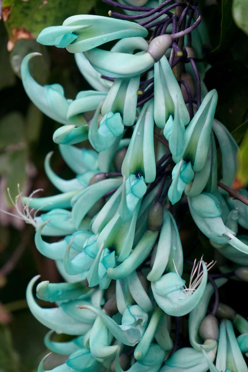 Image of Jade Vine