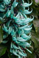 Image of Jade Vine