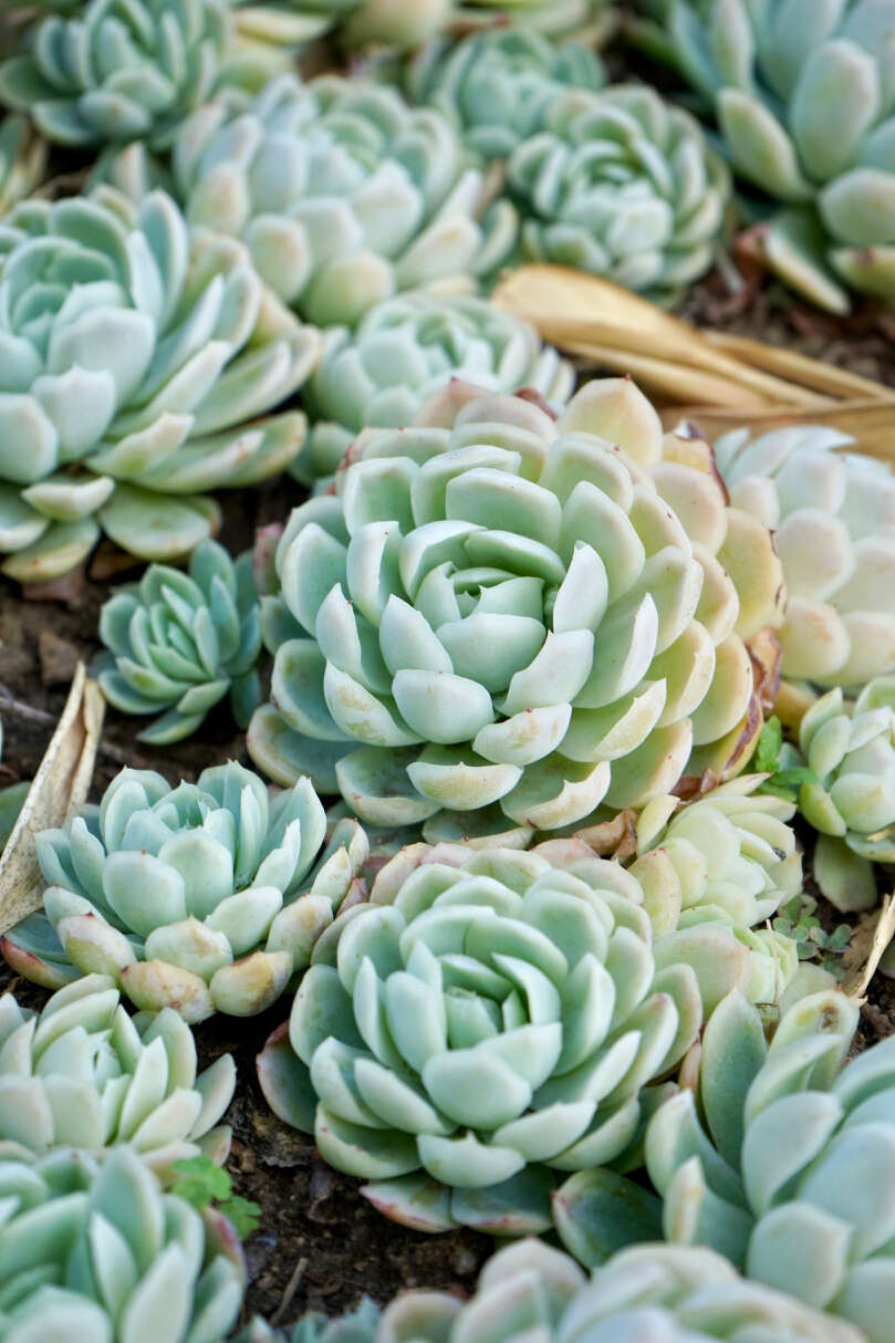 Image of Echeveria elegans Rose