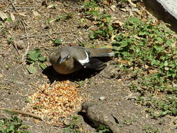 Image of White-winged Dove