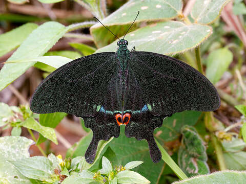 Image of Papilio paris Linnaeus 1758