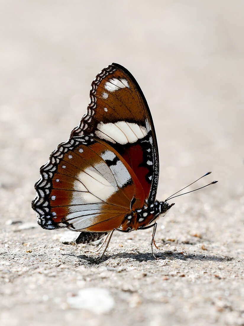 Image of False Plain Tiger