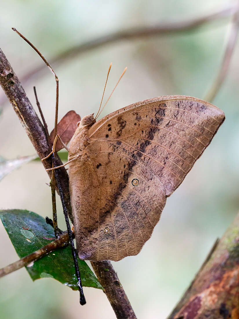 Imagem de Discophora sondaica Boisduval 1836