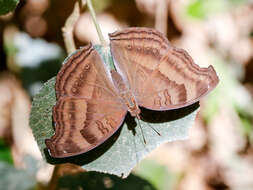 Image of chocolate pansy