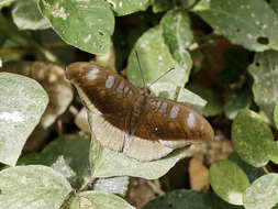 Image of Tanaecia lepidea Butler 1868