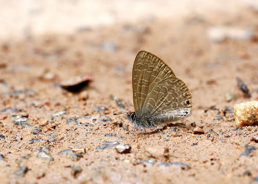 Image of Dingy Line blue