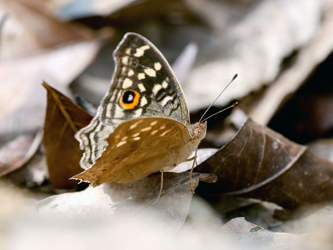 Image of Junonia lemonias Linnaeus 1758