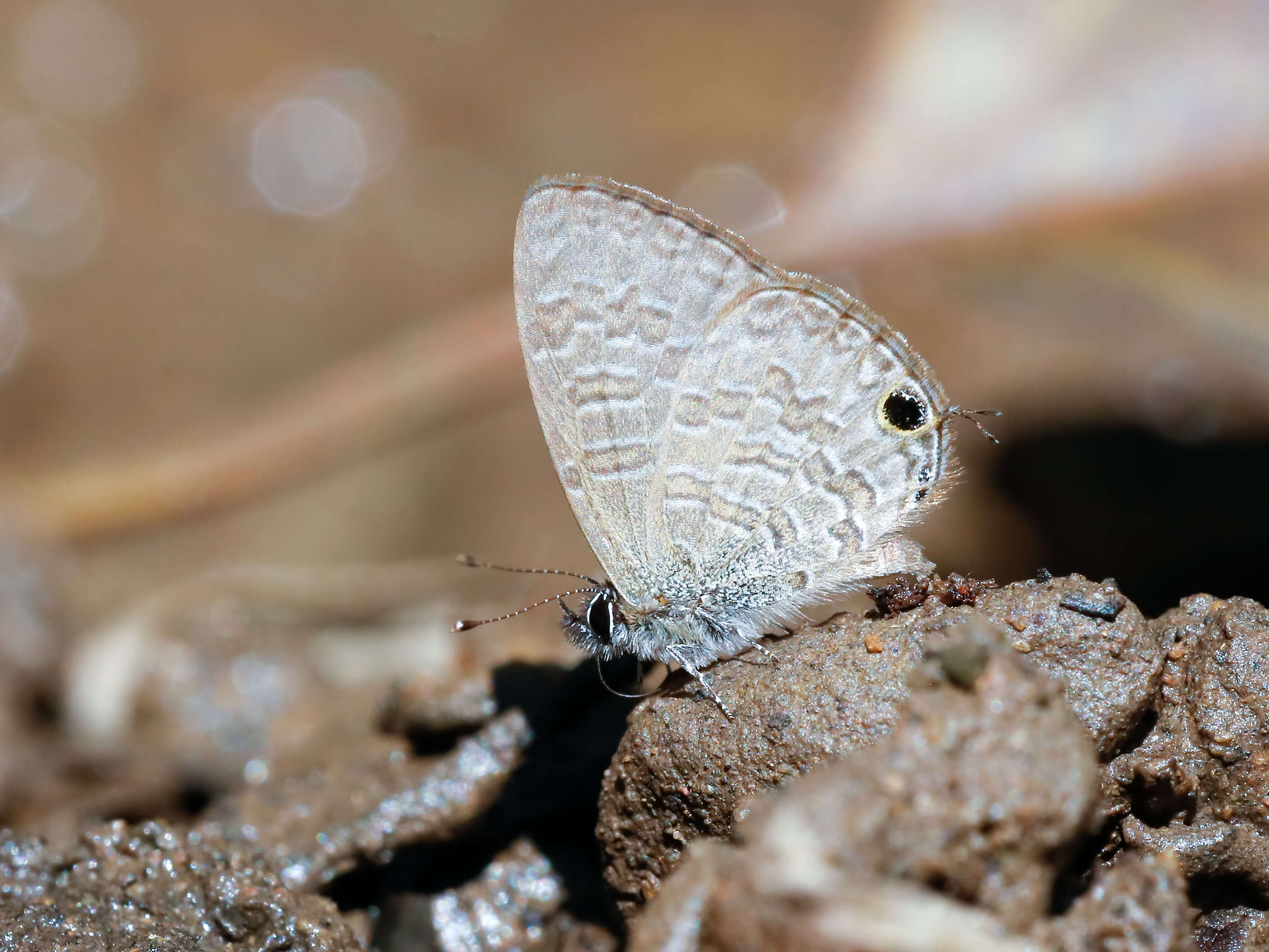 Image of Bhutia Lineblue