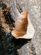 Image of Tanaecia lepidea Butler 1868