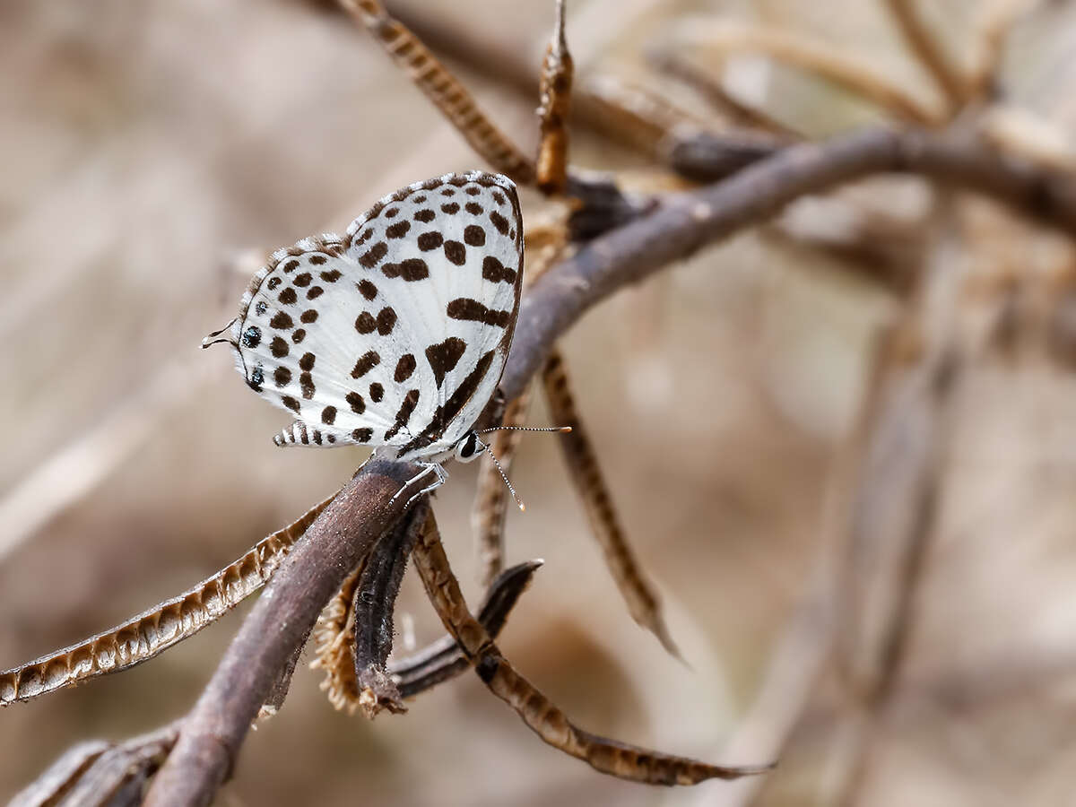 Image of Common Pierrot