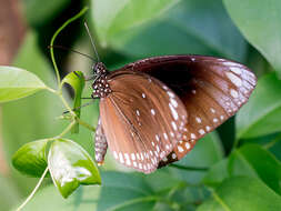 Euploea phaenareta Schaller 1785的圖片