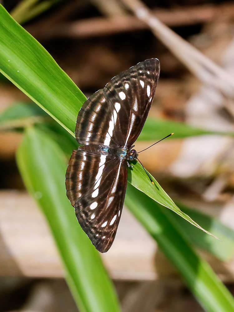 Image of Neptis nata Moore 1857