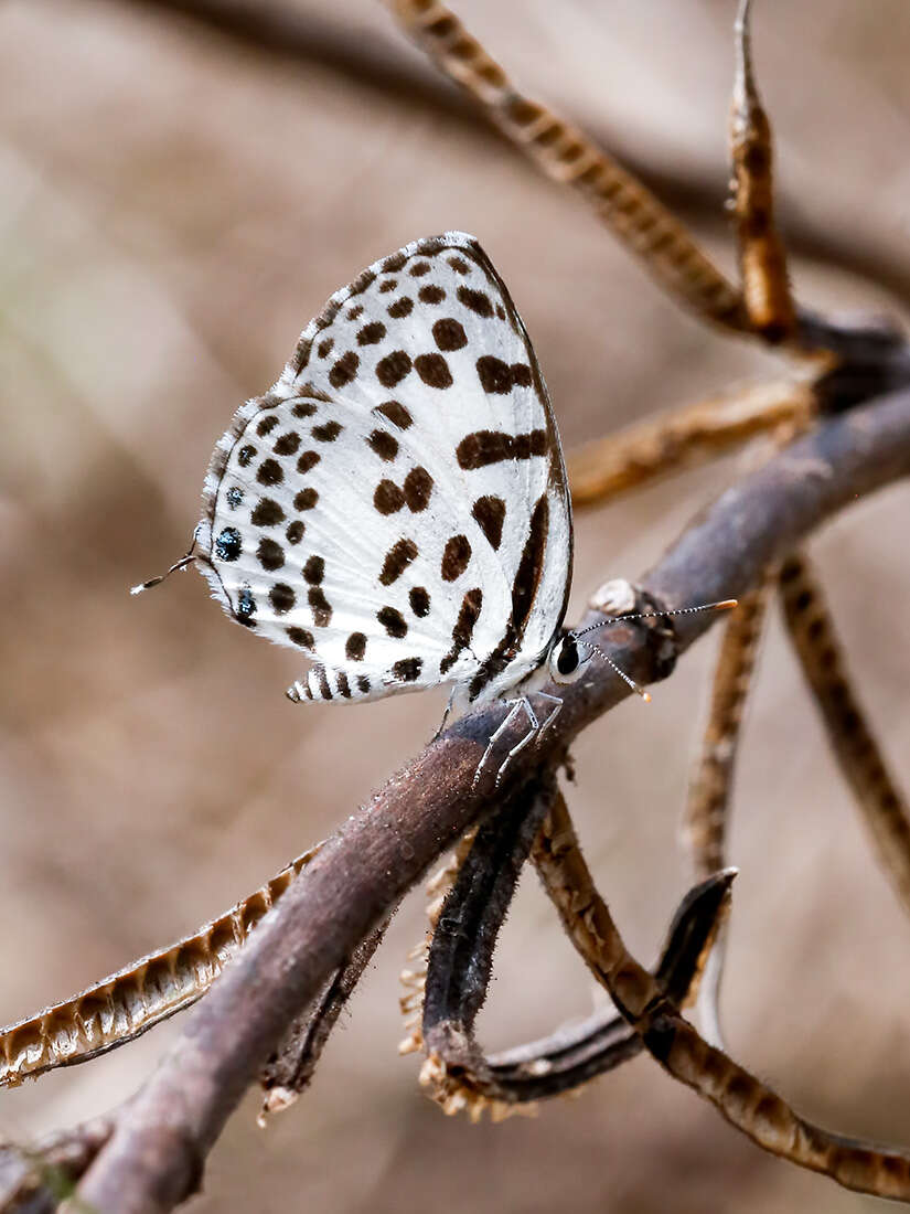 Image of Common Pierrot