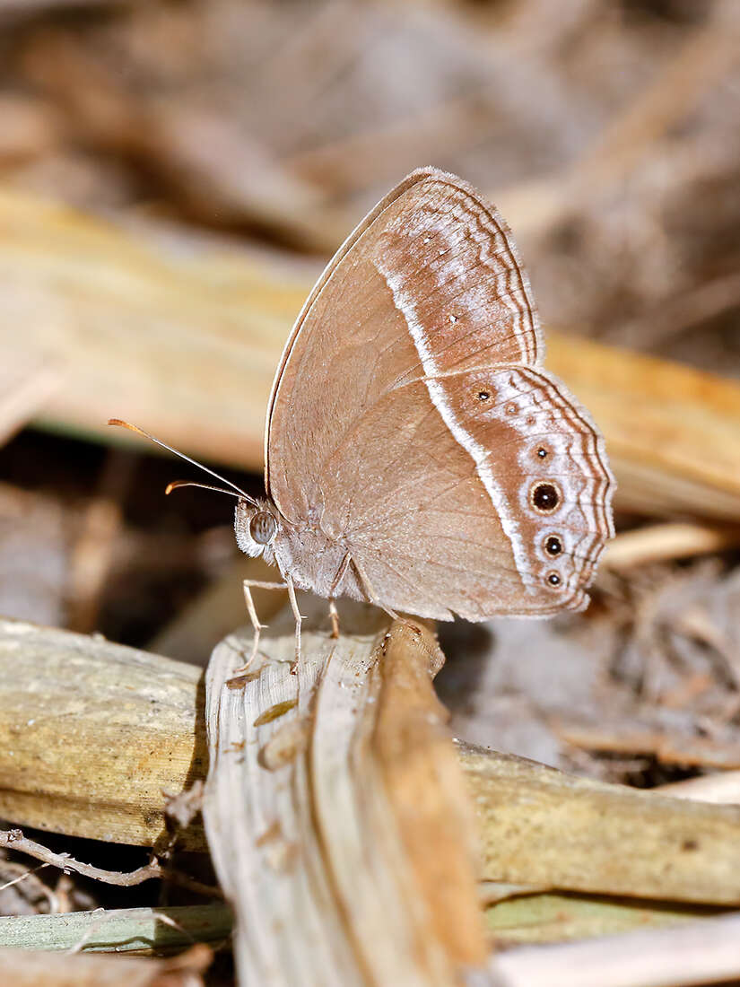 Image of Mycalesis perseoides Moore (1890)