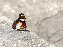 Image of False Plain Tiger