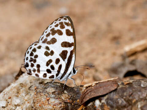 Image of Common Pierrot