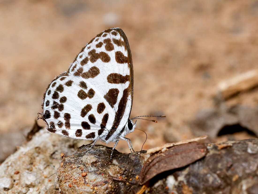 Image of Common Pierrot