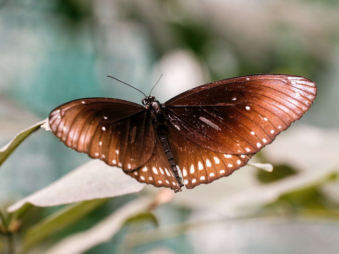 Euploea phaenareta Schaller 1785的圖片