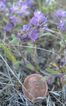 Image of low phacelia