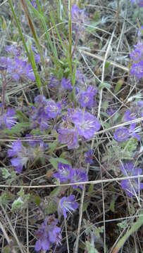 Image of low phacelia